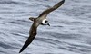 Storm Petrel